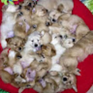 Meet your Posher, Pamila